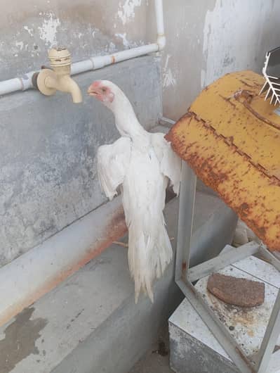 high quality Indian parrot beak