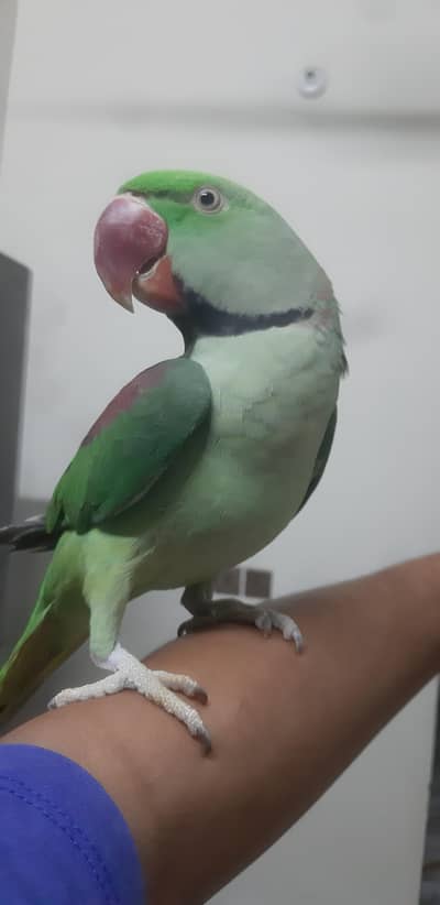 Rew Male Talking face to face with Hand Tame