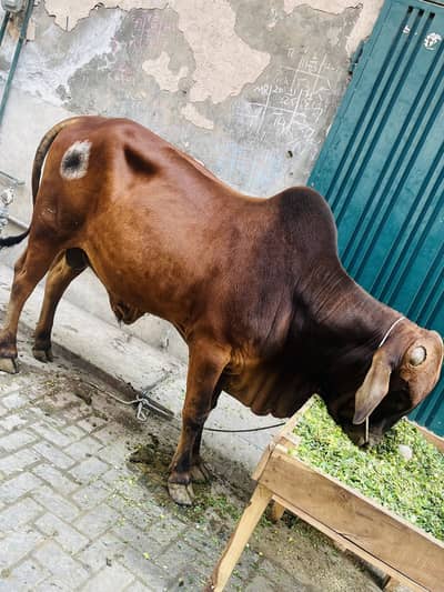 massallah beautiful active