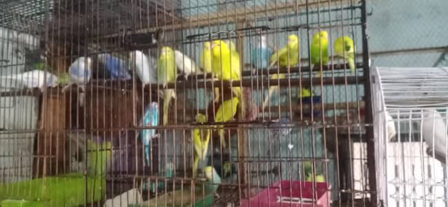 Budgie Pathe  20 piase healthy and beutyful