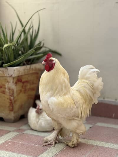 Hens fancy for sale