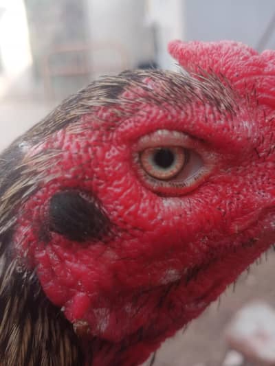 Pure Thai imported blood line(03245871703)