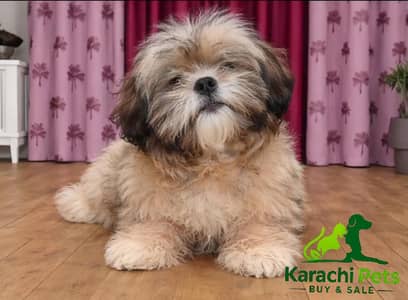 Shih Tzu Male Puppy | 2 Month | No Bargaining | Fixed Price