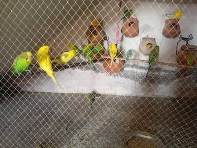 Australian parrot  available with couple breeding