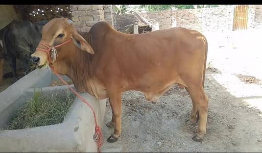 Peure sahiwall nassall khira hai abhi