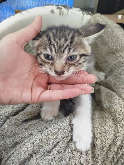 Kittens are Available for Adoption RAWALPINDI