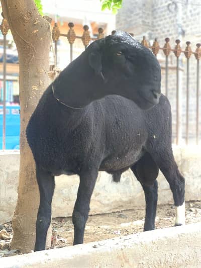 Black Mundra