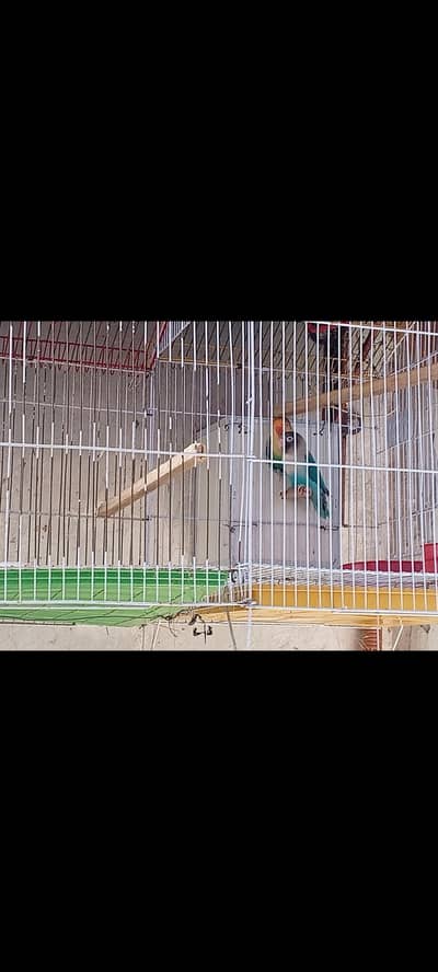 Love Bird Pair For Sale Along with Double Cage and Breeding Box