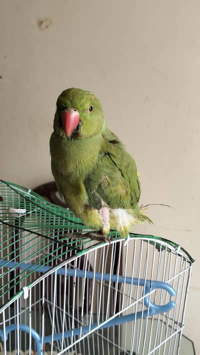 Green Parrot for sale