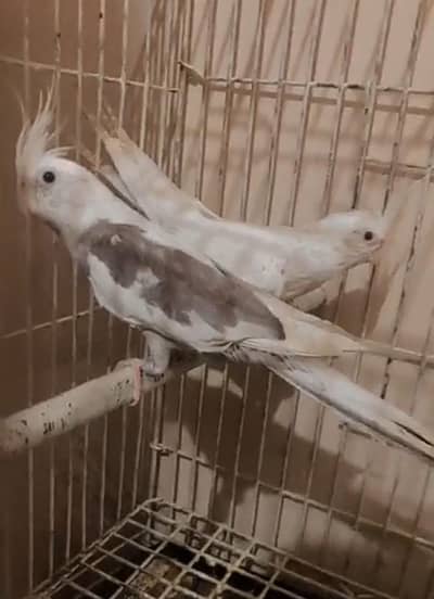 looking for new shelter