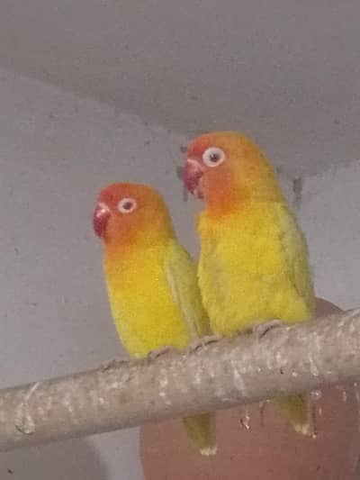 Latino red eyes pair
