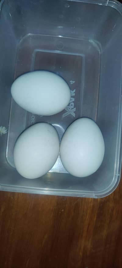 fertile eggs of aseel breed 90% fertility
