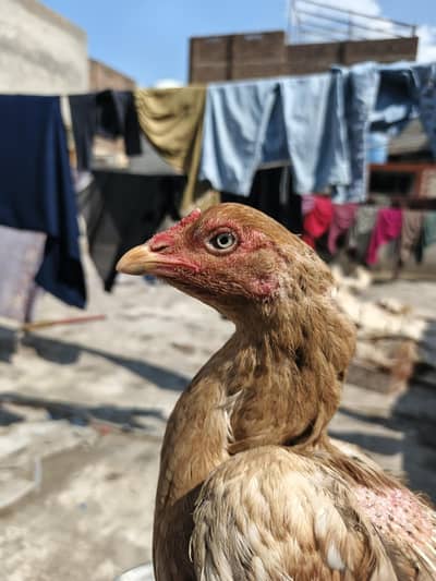 Aseel peeli madi high quality