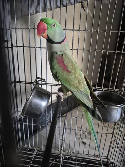 raw Parrot male mashallah full jumbo size face to face talking