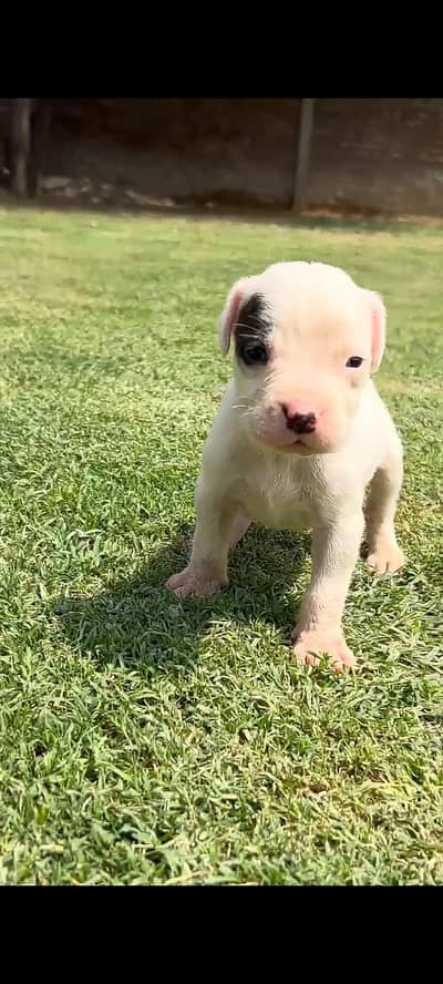 IMPORT QUALITY DOGO ARGENTINO PUPPIES AVAILABLE FOR SALE