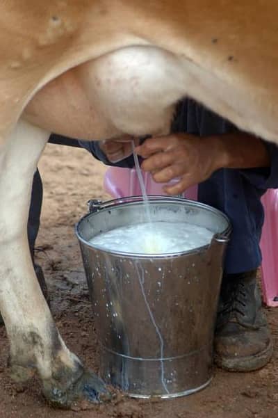 fresh cow milk for sale,  Rs 250 per Letter