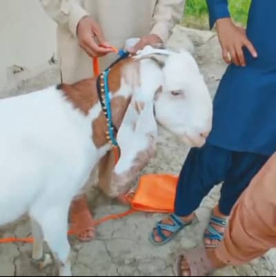 desi Beatle bakri 2 bcho wali whtsp 0310,,2729,,869