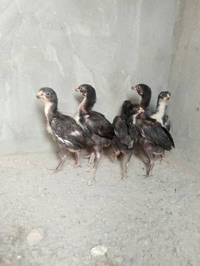 aseel male and  female