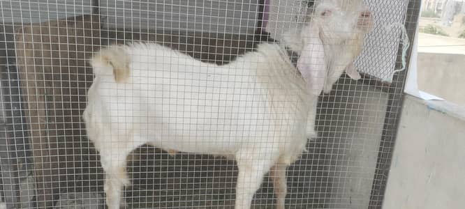 gulabi rajanpori  03139299152