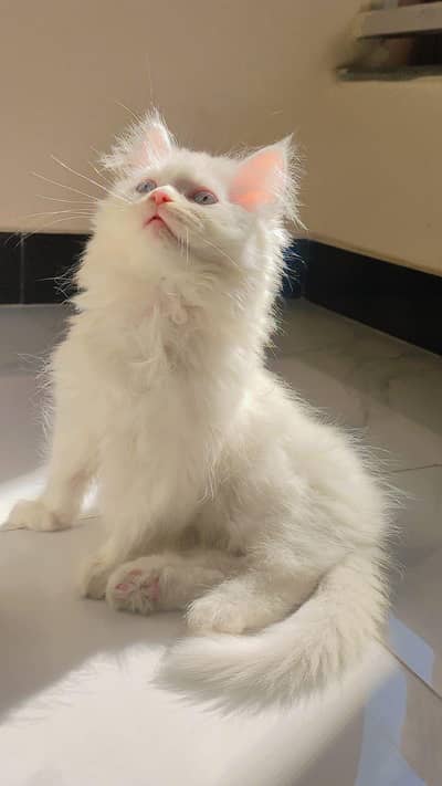 White Pure  Persian Pair