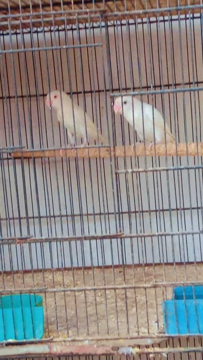 Albino red eyes/ Lutino red eyes