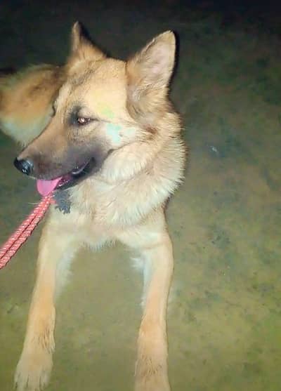 German Shepherd Female| Long Coat Female | Dog For Sale | Female dog