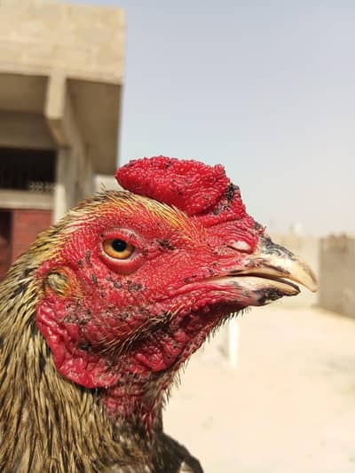 Aseel jawa mashallah boht acha parinda hai bss  Chon Tori Tori e