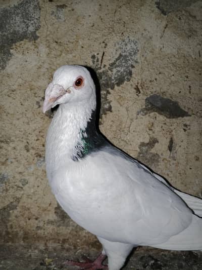 کبوترفارسیل