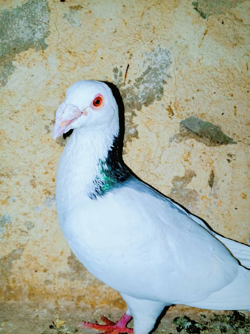 کبوترفارسیل 1