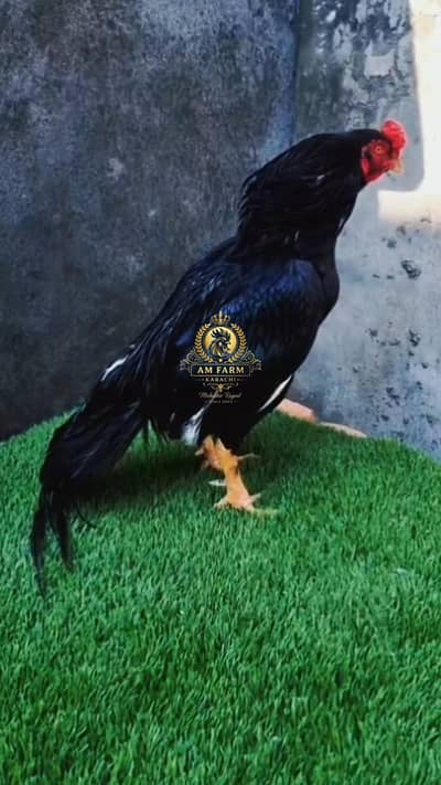 Lasani Mushka Chicks 03100024337