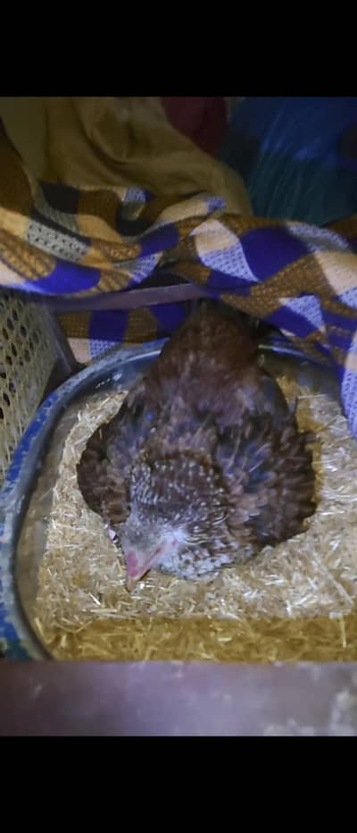 kurak Madi for sale 03285873706 Whatsapp number contact number