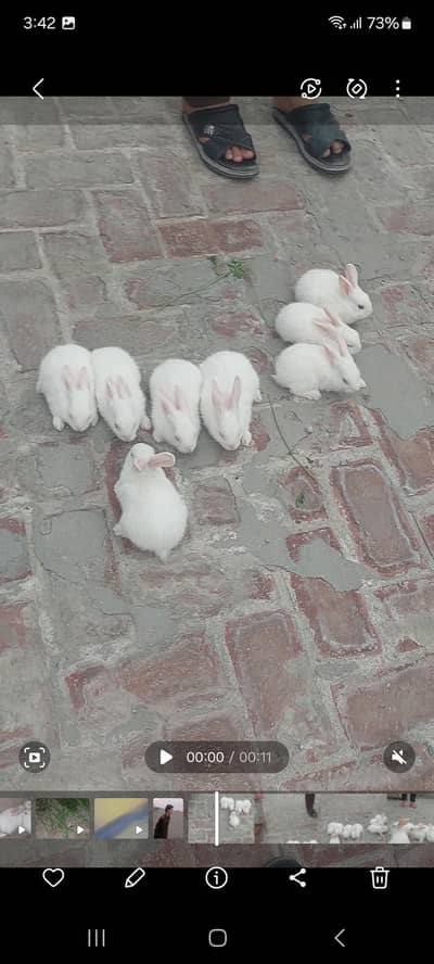 baby rabbits