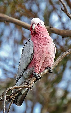 galah cockatoo