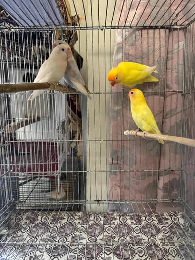love bird cremino pair and albino red eye pair with cage