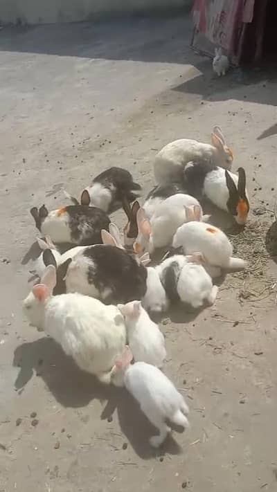 1 up to 8 month rabit pair