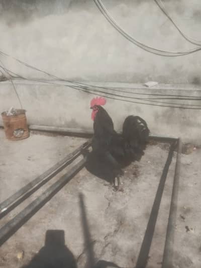 Australorp pure Male
