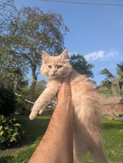 Persian Golden Brown Cat