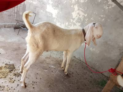 rajanpuri bakra