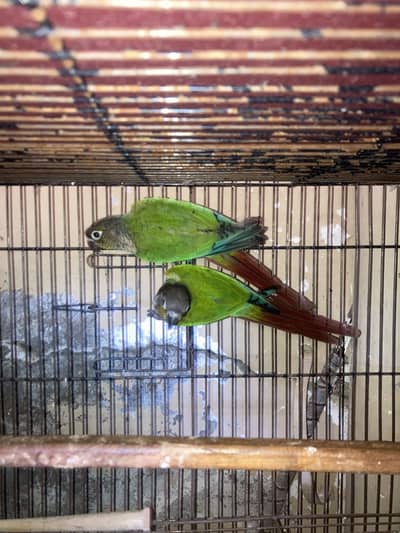 Conure family available for sale redy to breed