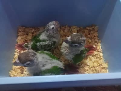 conure hand feeding chicks available 4000 per piece