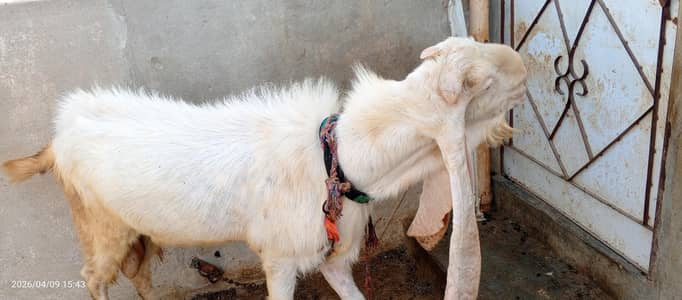 Urgent for sale pure gulabi Bakra 6 danta ka h breeder
