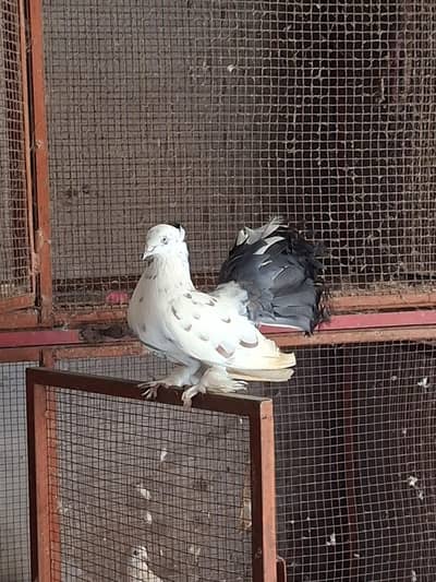 Fancy Pigeons For sale