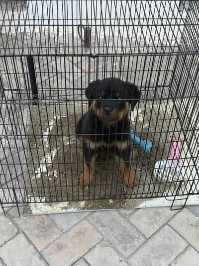 Rotweiller puppy