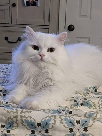Heavy coated Persian male cat name called