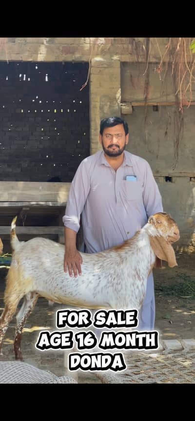 Qurbani wala Bakra