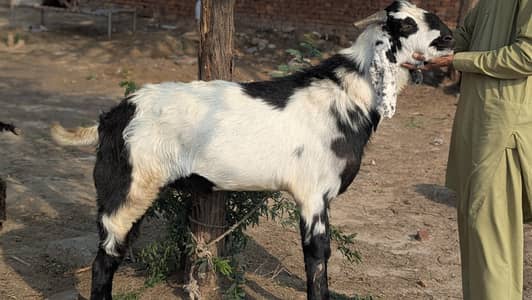 4 dant Bakra Mashallah Ghar ky bakry hain