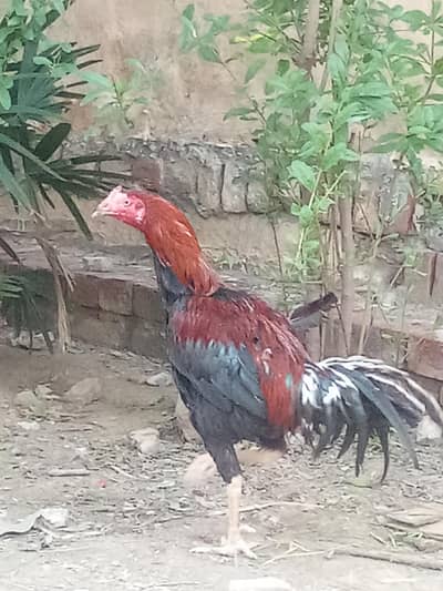 aseel aseel Sai murga