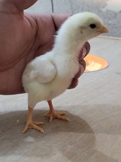 shamo chicks/white shamo chicks/ white king shamo chicks/shamo aseell