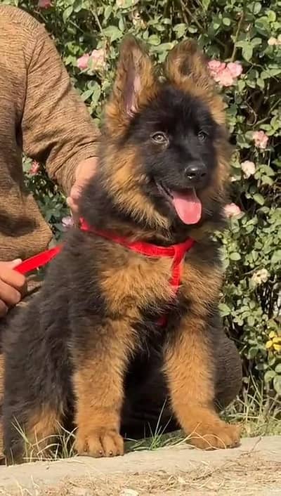 German shepherd puppies  my WhatsApp number o32452852o7