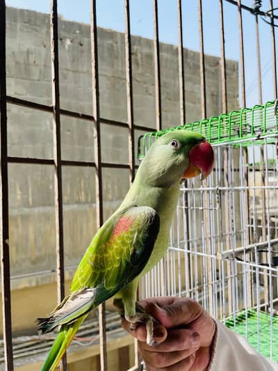 raw pahari parrot